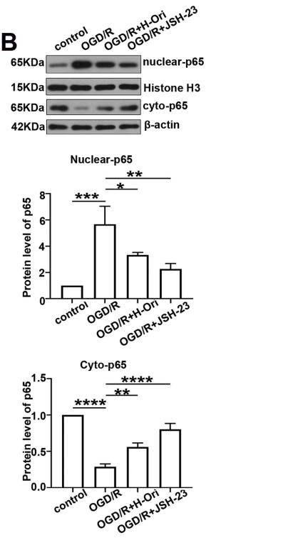 NF-kB p65 Antibody - Fig.
