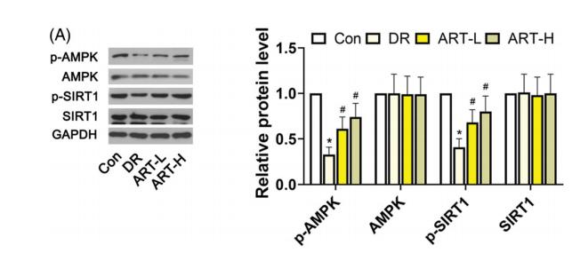 SirT1 Antibody - Figure 6.