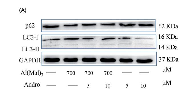 SQSTM1/p62 Antibody - Figure 5.