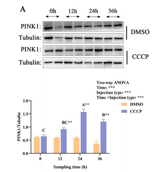 Tubulin alpha Antibody - Fig.