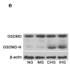 GSDMD Antibody - Fig.