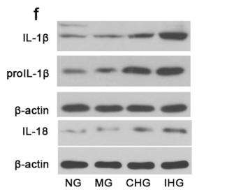 Cleaved-IL-1 beta (Asp116) Antibody - Fig.