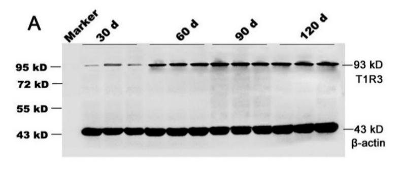 beta Actin Antibody - Figure 4.