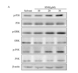 ERK1/2 Antibody - Fig.