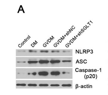 Cleaved-Caspase 1 (Asp296), p20 Antibody - Fig.