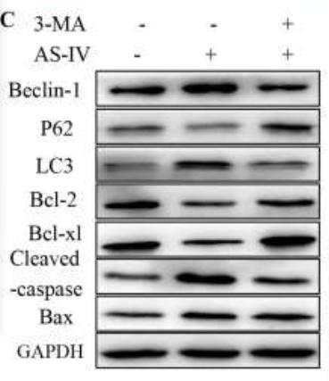 Beclin 1 Antibody - Figure 2.