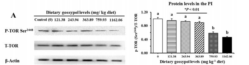 Phospho-mTOR (Ser2448) Antibody - Fig.