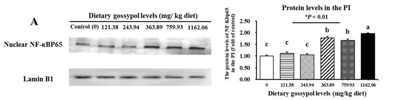 NF-kB p65 Antibody - Fig.