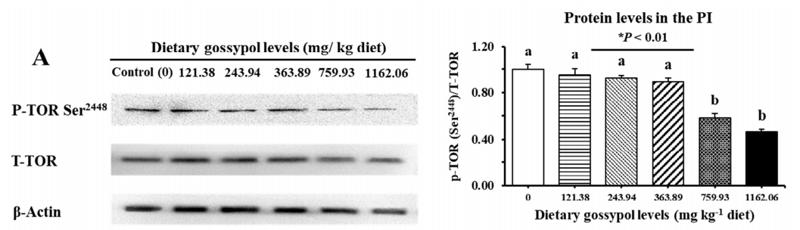 beta Actin Antibody - Fig.