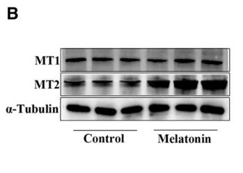 Tubulin alpha Antibody - Fig.
