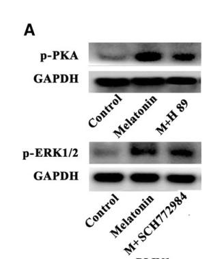 GAPDH Antibody - Fig.