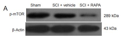 Phospho-mTOR (Ser2448) Antibody - Figure 4| Phosphorylated mTOR protein expression in the dorsal column 24 hours after SCI.