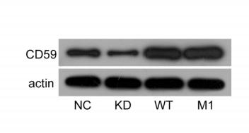 beta Actin Antibody - Fig.