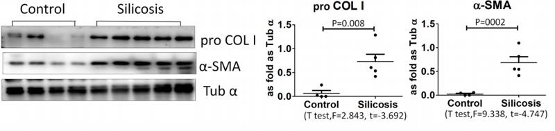 Collagen I Antibody - Fig.