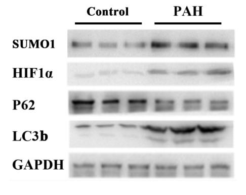 GAPDH Antibody - Fig.