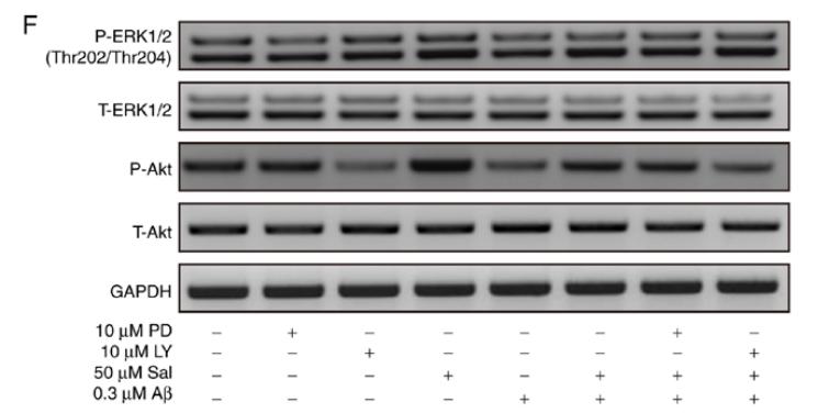 Phospho-AKT1/2/3 (Ser473) Antibody - Figure 6.