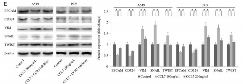 Twist1 Antibody - Figure 4.