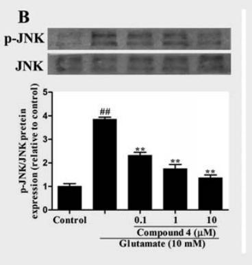 Phospho-JNK1/2/3 (Thr183+Tyr185) Antibody - Fig.
