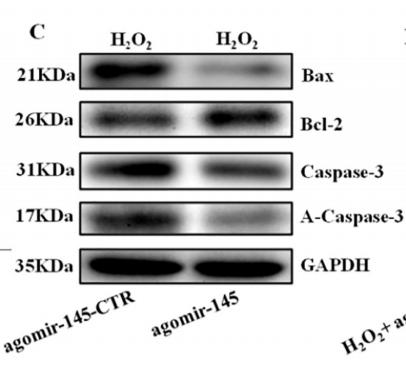 Bcl-2 Antibody - Fig.