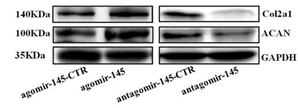 GAPDH Antibody - Fig.