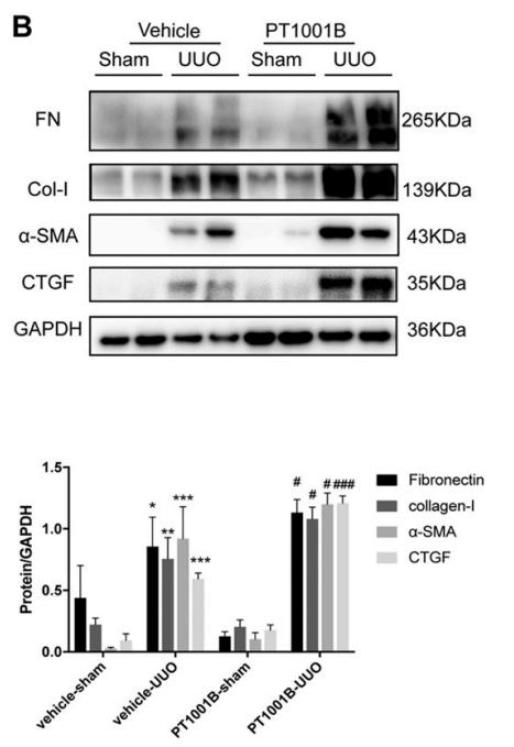 Collagen I Antibody - Figure 1.