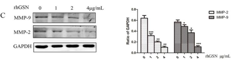 MMP2 Antibody - Fig.