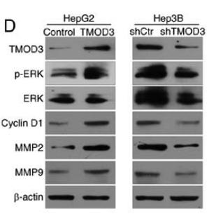 MMP2 Antibody - Figure 4.
