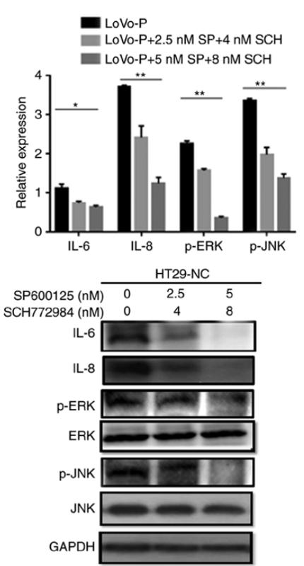 ERK1/2 Antibody - Figure 2.