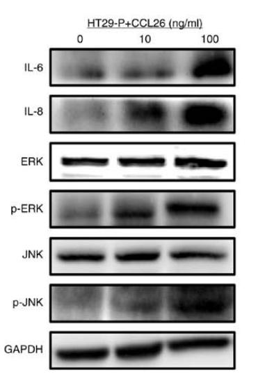 Phospho-JNK1/2/3 (Thr183+Tyr185) Antibody - Figure 4.