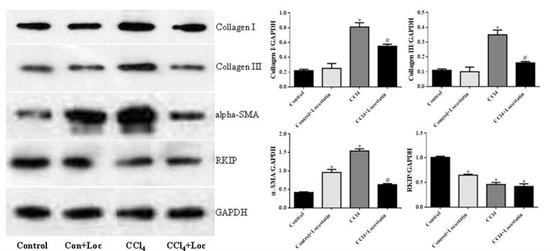 GAPDH Antibody - Fig.