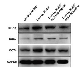 HIF1A Antibody - Fig.
