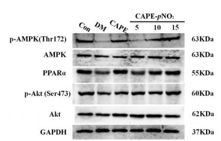 Phospho-AKT1/2/3 (Ser473) Antibody - Fig.