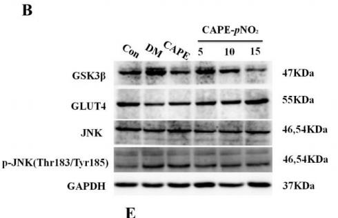Phospho-JNK1/2/3 (Thr183+Tyr185) Antibody - Fig.