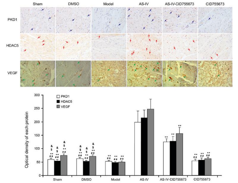 VEGFA Antibody - Figure 5.