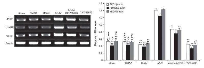 beta Actin Antibody - Figure 3.