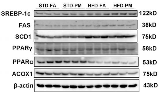 FAS Antibody - Fig 3.