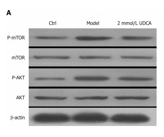Phospho-AKT1/2/3 (Ser473) Antibody - Figure 4 |Effect of ursodeoxycholic acid on oleic acid-induced activation of the AKT/mTOR signaling pathway.