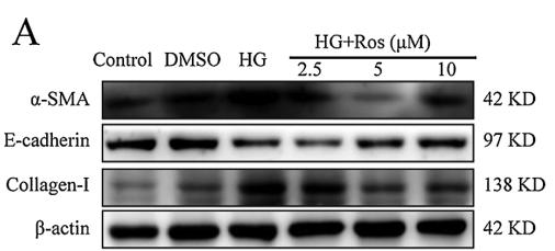 Collagen I Antibody - Fig.