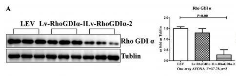 Tubulin alpha Antibody - Fig.
