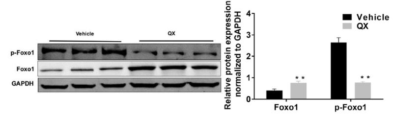 GAPDH Antibody - Figure 3.