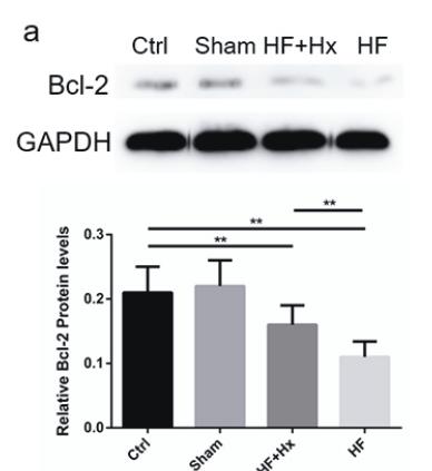 Bcl-2 Antibody - Figure 3.