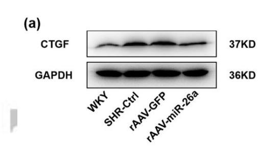 GAPDH Antibody - Fig.