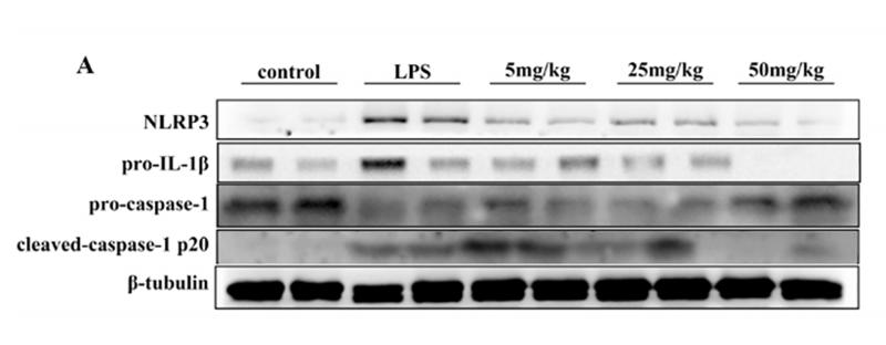 Cleaved-Caspase 1 (Asp296), p20 Antibody - Fig.