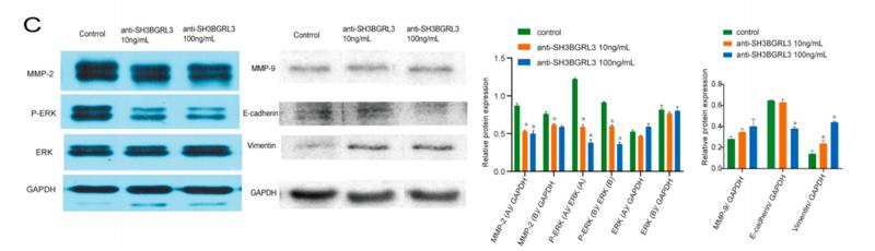 ERK1/2 Antibody - Fig.