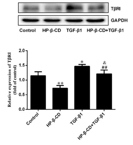 TGFBR1 Antibody - Figure 2.