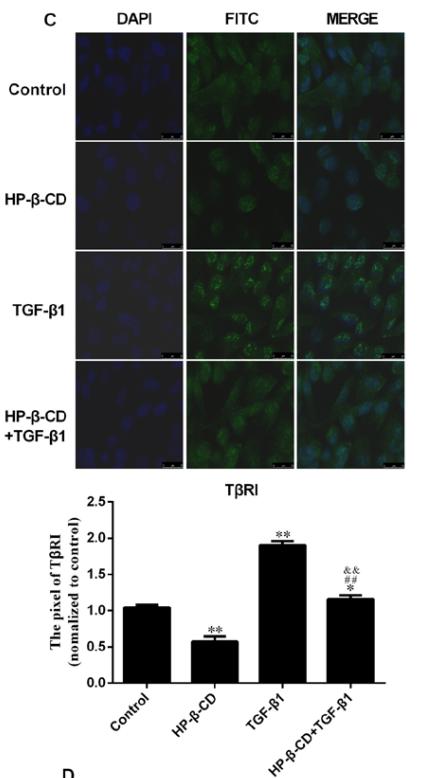 TGFBR1 Antibody - Figure 2.