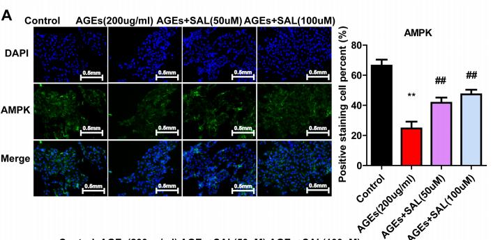 AMPK alpha Antibody - Fig.