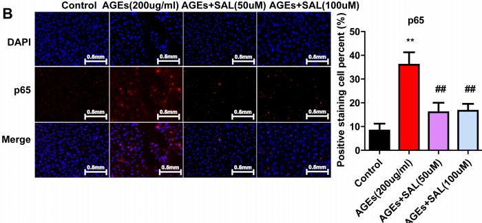 NF-kB p65 Antibody - Fig.