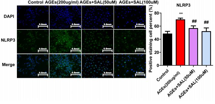 NLRP3 Antibody - Fig.