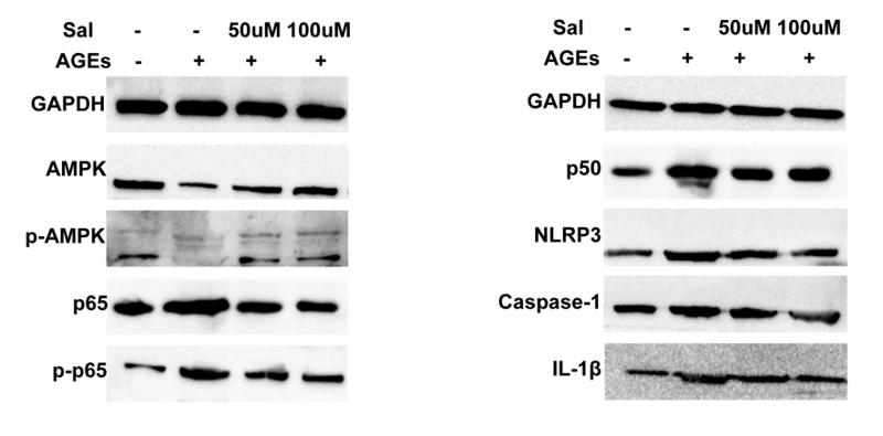 NLRP3 Antibody - Fig.